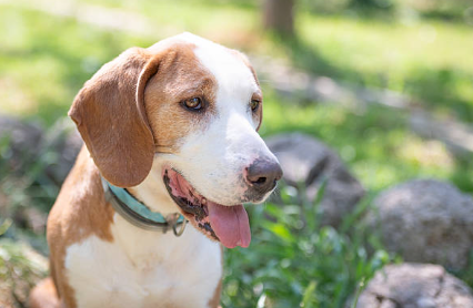 Senior Pet Care: A Complete Spring Wellness Guide for Aging Companions