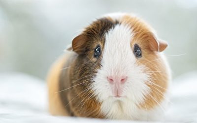 Close-up of a guinea pig looking peacefully at the camera, illustrating thoughtful indoor care to prevent small pet heat stroke