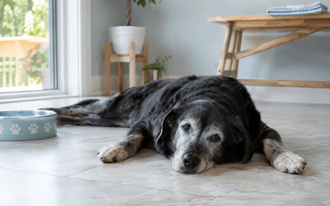 Summer Heat & the Senior Pet: Why Older Dogs Need Different Hot Weather Rules