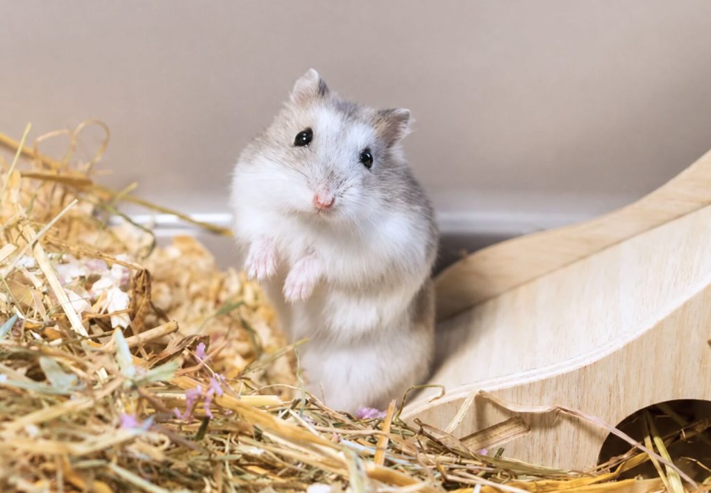 Hamster standing alert in a clean indoor habitat with natural bedding, illustrating safe summer care to prevent small pet heat stroke